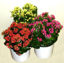 Kalanchoe as HK Flower Show Icon