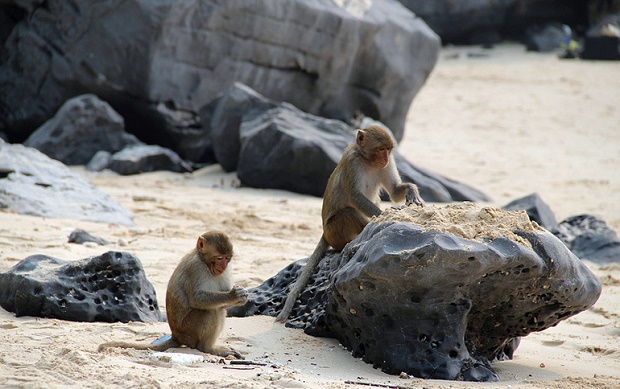 Monkeys on Island