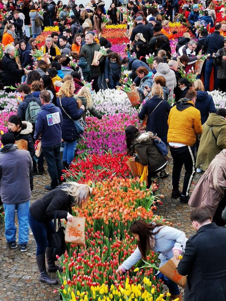 Tulip Day in Holland