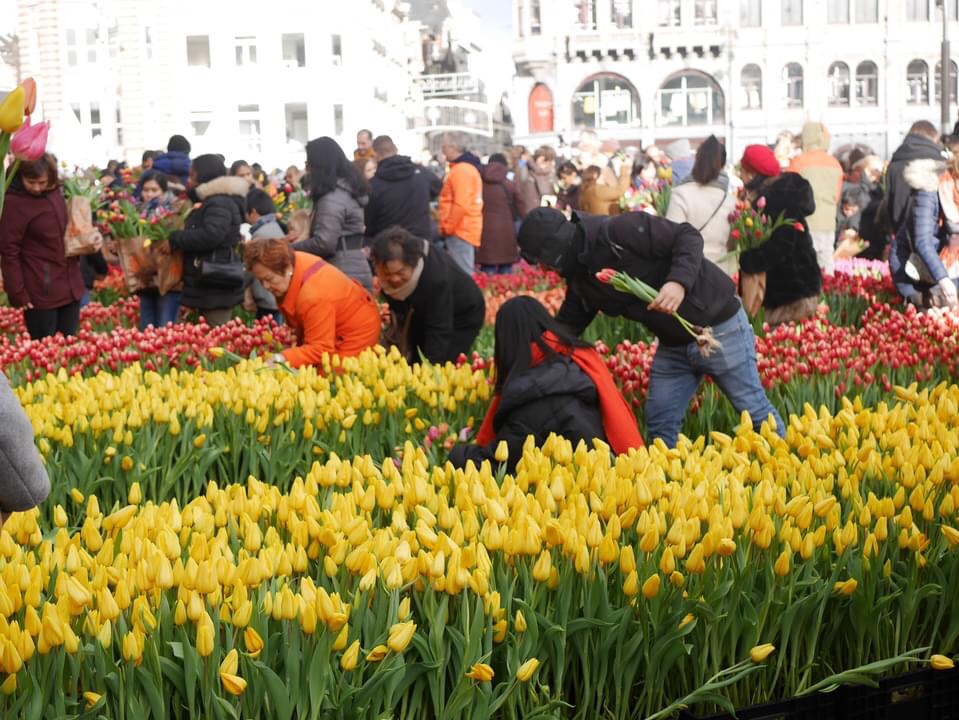 Tulips Market at National Tulip Day event