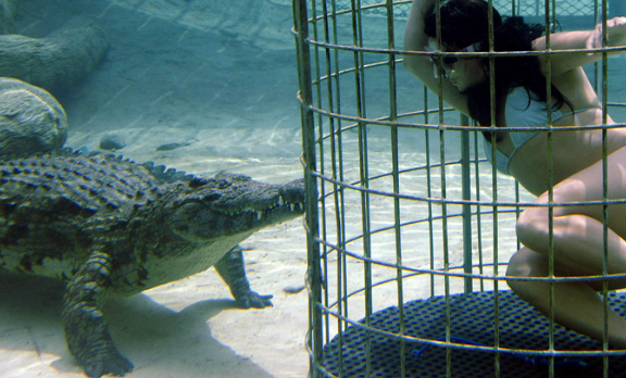 Croc Cage diving in Cango Wildlife Ranch