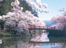 Sakura Blossom Festival